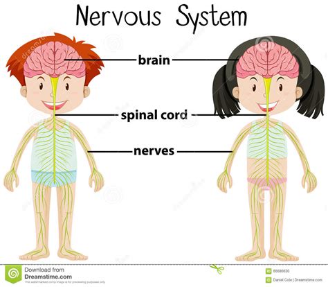 Here are some key points about the central nervous system. Nervous System Of Boy And Girl Stock Vector - Illustration ...
