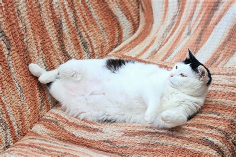 This Is Why Your Cat Has A Saggy Stomach