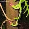 Ric rac cactus is certainly one of the most exotic cactus houseplants you can grow! Selenicereus Species, Fishbone Orchid Cactus, Ric Rac ...