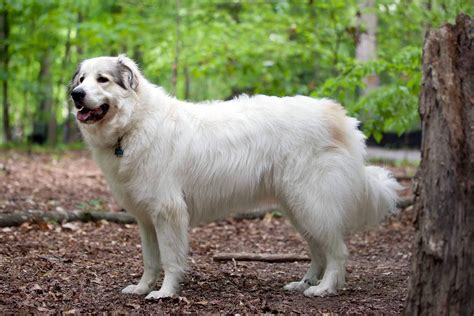 Great Pyrenees All Big Dog Breeds