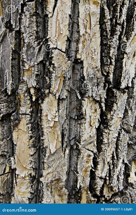 Old Poplar Bark Stock Image Image Of Background Ecology 20095657