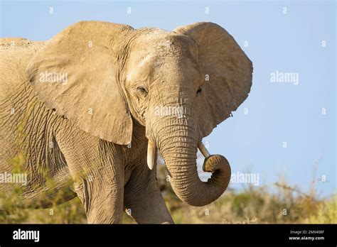 African Elephant Bullloxodonta Africana Portrait Of The Animals Face