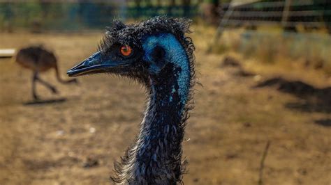 30 Energizing Facts About Emus Fact City