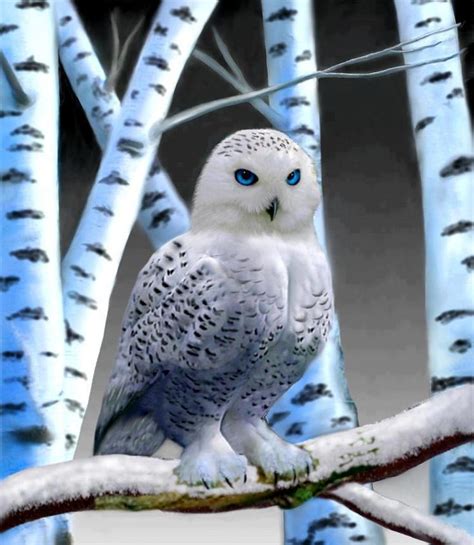 Blue Eyed Owl Owl Beautiful Owl Snowy Owl