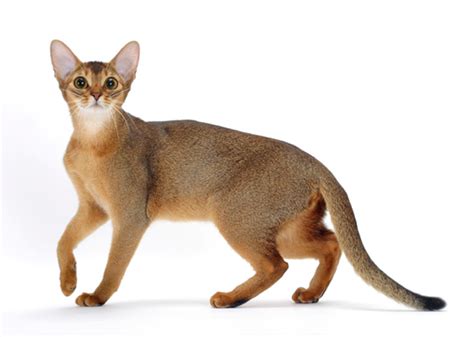 Light Brown Cat Breeds Rare Cat Colors Lovetoknow The