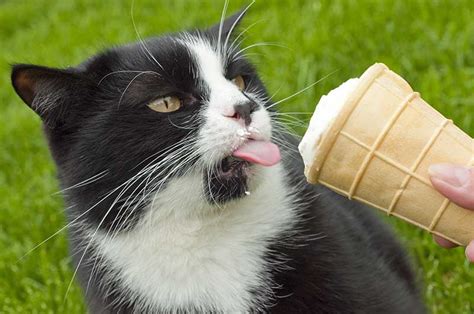 I Gatti Possono Mangiare Il Gelato Una Guida Dal Sito Happy Cat