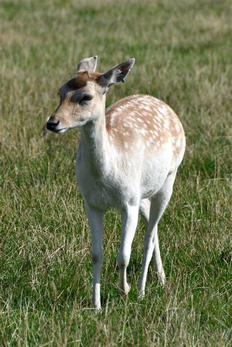 Scottish Deer Centre Fallow And Sika Deer Fallow Deer Dama Flickr