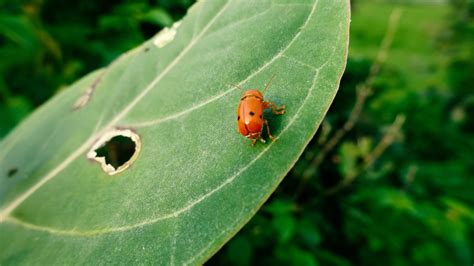Free Images Insect Ladybug Invertebrate Close Up Leaf Beetle