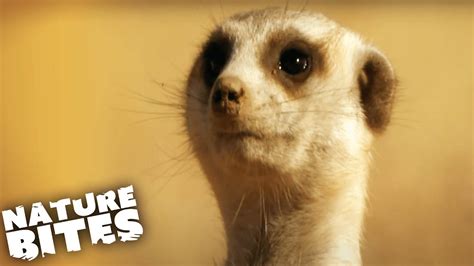 Meerkat War Dance Scares Off Rival Namibias Meerkats Nature Bites