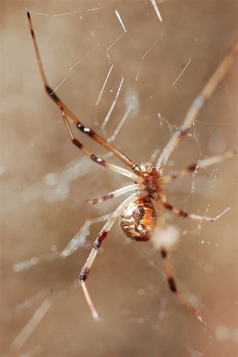 The Brown Widow Spider What You Need To Know Dengarden
