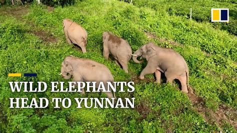 Wild Elephants Make Annual Migration To Chinas Yunnan Province Amid