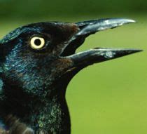 Starlings are not fans of bird feeders, so you can put up a bird feeder for cardinals, grackles, blue jays, etc. Get rid of grackles and other birds once and for all with ...