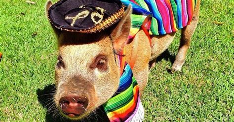 Adorable Micro Pig In Fancy Dress Becomes An Internet Sensation