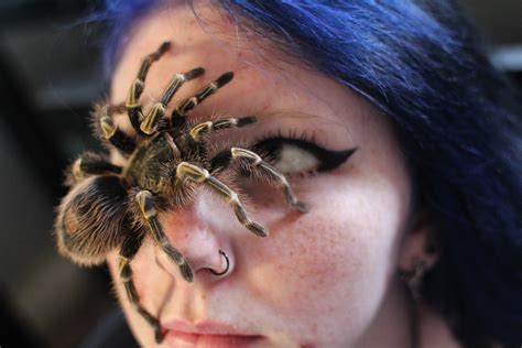 Devyn Kearney Pursues Passion With Eight Legged Friends The Foothill