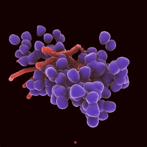 Enterococcus Bacteria Colony 3d Model Microscopic Photography