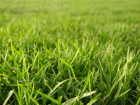 Grass Photo