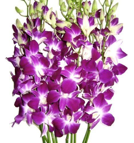 Wholesale cut flowers and foliage at trade prices available for purchase online from this store. Fresh Cut Flowers -Dendrobium Sonia Bom (Wholesale Pack ...