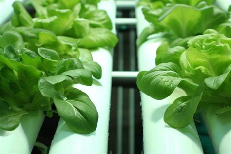 Ebb And Flow Hydroponic System Mastering Plant Growth