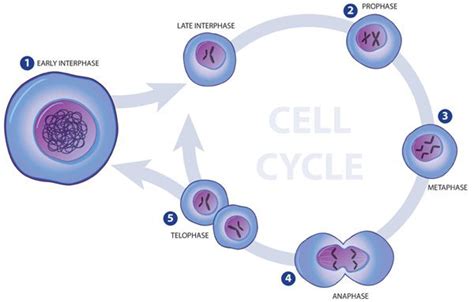 Biology Chapter 5 Cell Division Heather Has Lynch