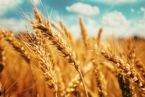 Field Of Ripe Barley Stock Image F0280798 Science Photo Library