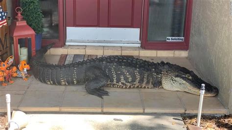Florida Alligator Attack A Woman Was Attacked By A 10 Foot Alligator