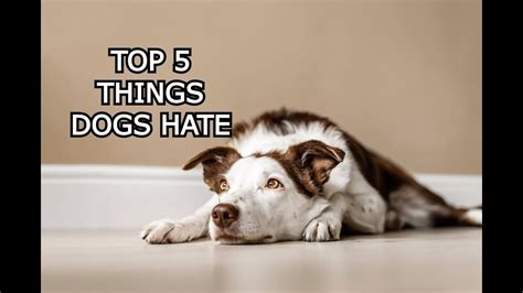 Top 5 Things Dogs Hate Youtube
