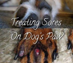 If the dog does a lot. Sores On My Dog's Paws Causes & Treatment - Dogsforest.com