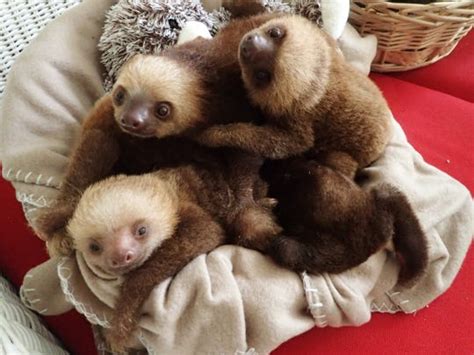 Indianapolis Zoo Is Now Home To 6 Rescue Sloths