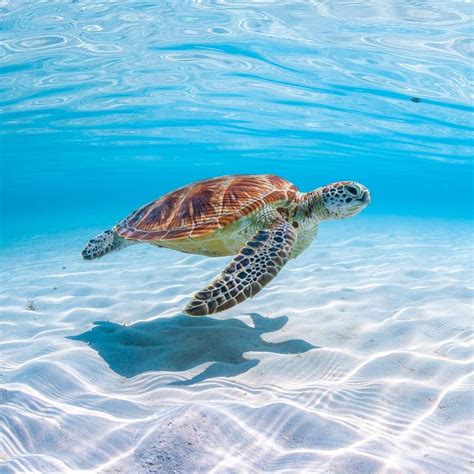 Victorhuertas Photoa Green Turtle Swimming In Crystal Clear Water At