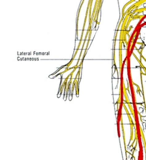 The Nerve Lateral Femoral Cutaneous Piriformis Body Outdoor Decor