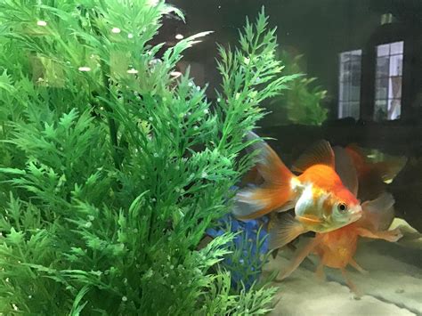 What Are The Small White Dots On The Plant Rgoldfish