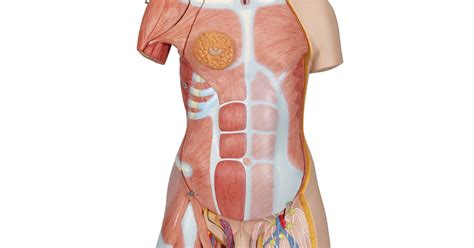 Find free pictures, photos, diagrams, images and information related to the human body right here at science kids. Torso Anatomy Diagram : Http Savalli Us Bio201 Labs 01 ...