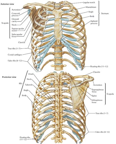 Human Skeleton Skeletal System Function Human Bones Human Bones Human Skeletal System