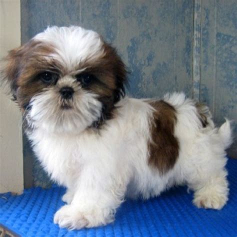 Shih Tzu Puppies Puppies For Sale Dogs For Sale