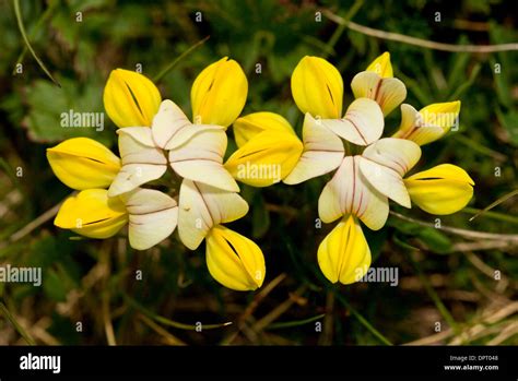 A Yellow Crown Vetch Coronilla Orientalis At 2700m On The Ovit Pass