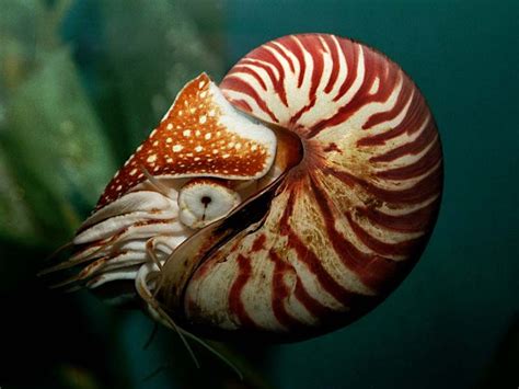 Animal Of The Day 9262011 The Nautilus Nautilus Ocean Animals