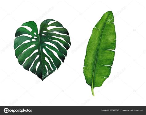 Illustration: banana botanical | Watercolor Botanical Illustration Tropical Leaves Isolated ...