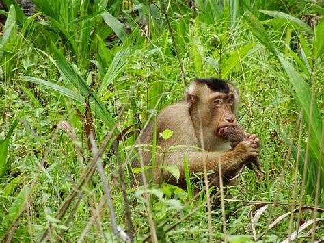 Rat Eating Monkeys Hold Promise For Sustainable Agriculture Medill