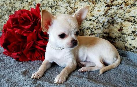 59 Chihuahua Puppies For Sale Phoenix Arizona Picture
