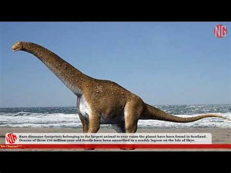 World S Biggest Dinosaur Footprints Found In Scotland Youtube
