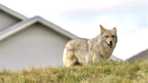 Are Coyotes Getting Bigger Unb Researchers On Quest To Find Out Cbc News