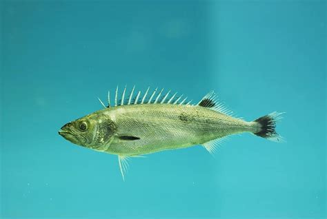 Oilfish Pictures Az Animals