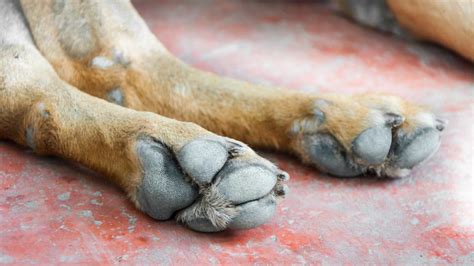 Hyperkeratosis In Dogs Petmd