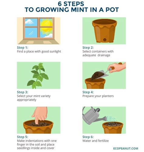 How To Grow Mint Indoors In A Pot Or Container Eco Peanut Growing