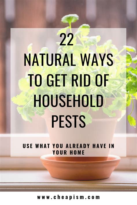 Problems associated with mainstream pest control options. 22 Cheap, Natural Ways to Rid Your Home of Pests | Pest ...