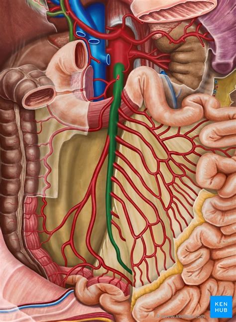 Anatomy Of Superior Mesenteric Artery On A White Background Stock Photo