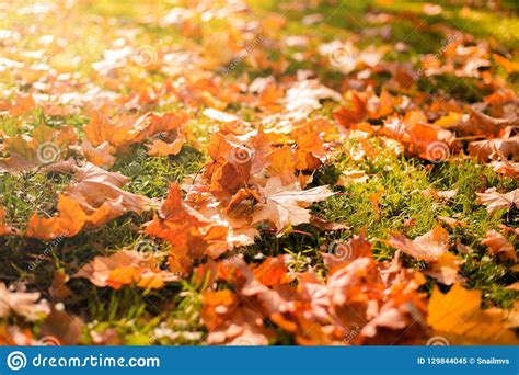 Golden Morning Sun Rays On Green Grass In Autumn Beautiful Nature