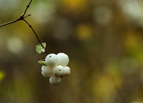 Snowberries Karen Chappell Flickr