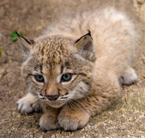 A Little Lynx Kitten Lynxes