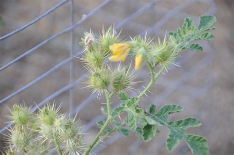 Weeds that establish, persist and spread widely in natural ecosystems outside the plant's native range. prickly weed | Flickr - Photo Sharing!